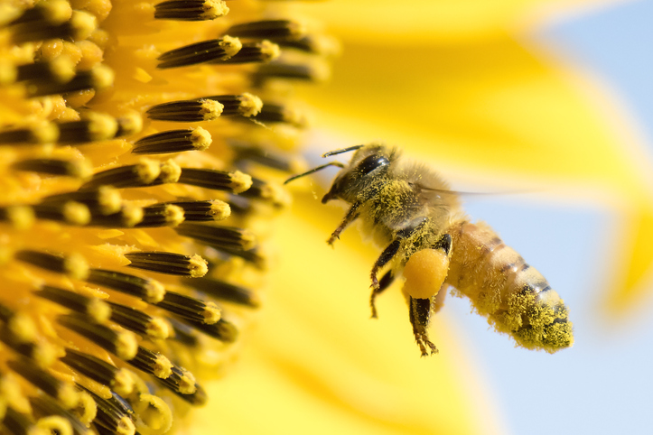 bumble bee pollinating a sunflower